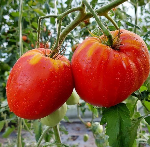 ����� ������� ������ �����: ��� ��������� ���������� ����� ��� ������ ����