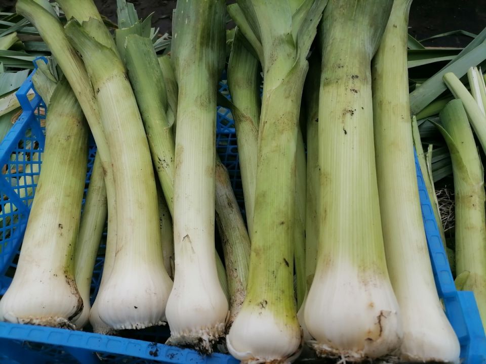 ����� �������� ������� ����-�����: ������ �� ������� � �����