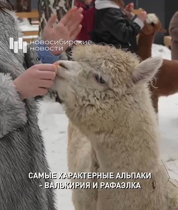 �������� ������-�������: ��� ���������� �������� �� ������ � ������������