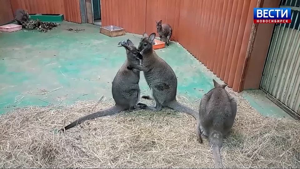 ������� �������. � ������������� �������� ������� �������� �������� ��������: ����������, ��������� � ���� ���������� ���� �����, ��� ����� ���������� ����� �����