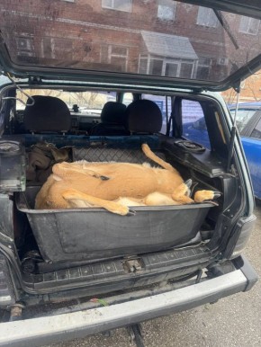 � ������������� ������� ���� ������ �������� �� ���������� ����� �� ������