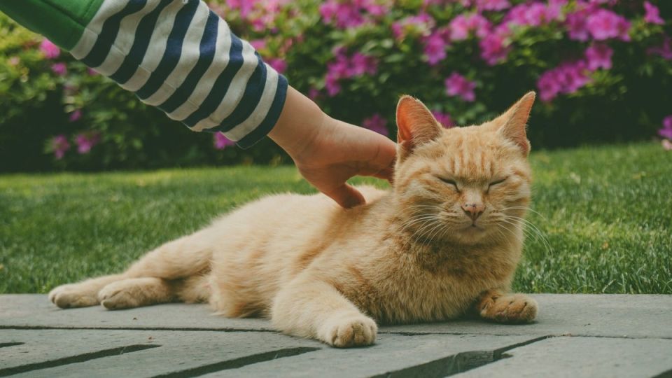 ����������� ��������: ����� �� ������ �������� ��� �� ����