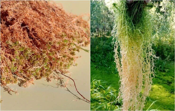 ������ �������� ��������� ��������: ��� ��������� �������� � ������� ��������