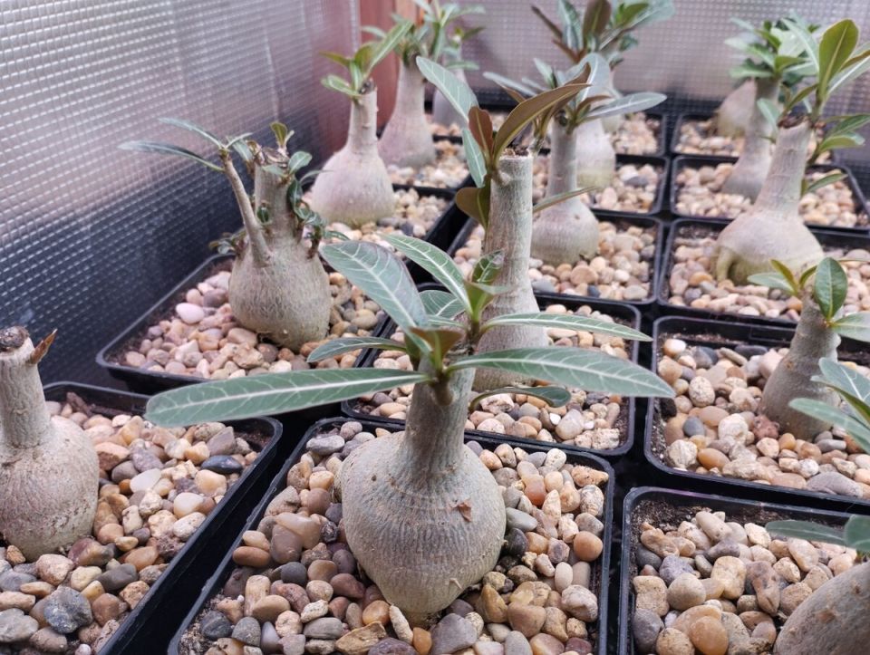 ��� ������ �������� ������������ � �������� ��������