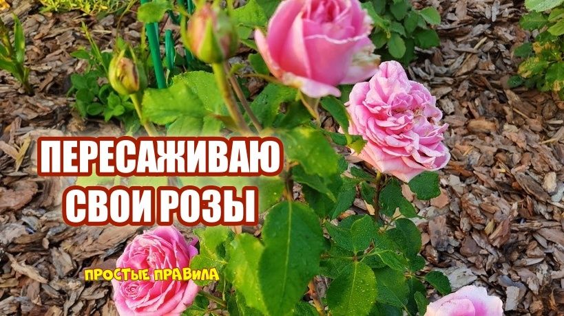 ��������� ���: ������� ��������� �������� ��� ����� ������� ��������