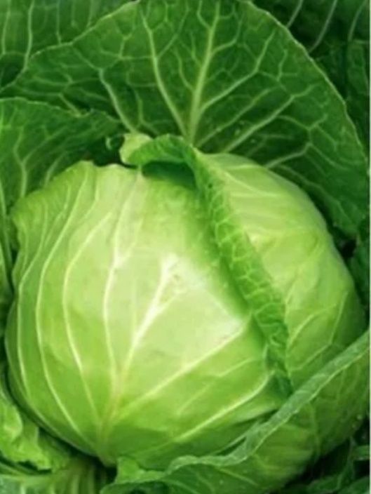 ������ ����� �������: ��� ������ �������� ���������� ������