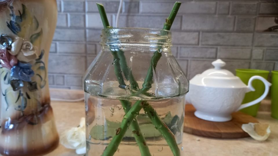 �� ��� �������� ����������� ��������: ���������� ������������ ������������ � ������