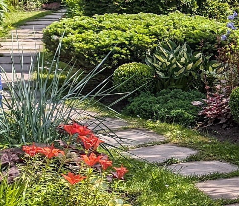 Очарование злаков: как императа стала королевой осеннего сада