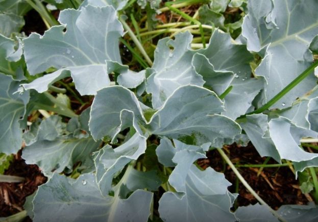 ��� ������� ������ � �������? ����������� � ���� ���������� ���������