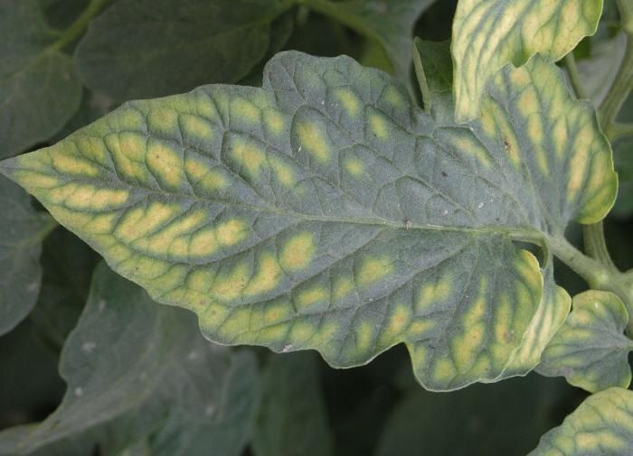 ��� ��������� ��������� ������ ����: ������� � ����������� ���