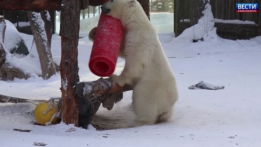 Новая игрушка. В новосибирском зоопарке белая медведица Белка в очередной раз порадовала посетителей своими играми, но теперь с новым предметом