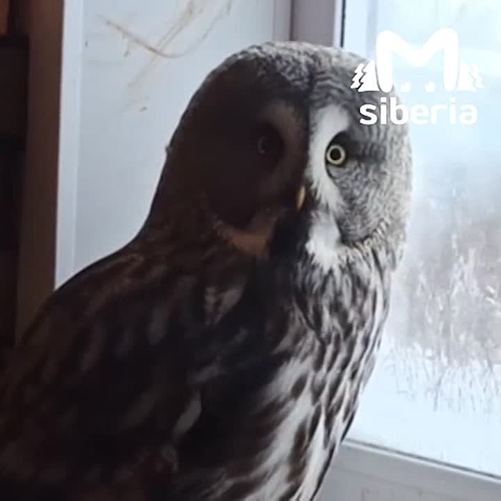 ������������� �������� ������ ��������� �������, ������� ����� �� ������