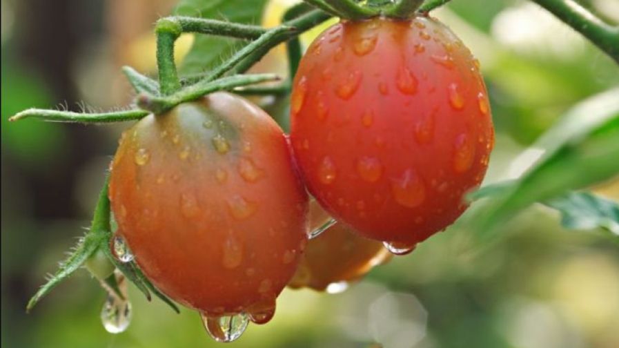 ��� ��������� �� �������� � ��������� ����: ������� � ������