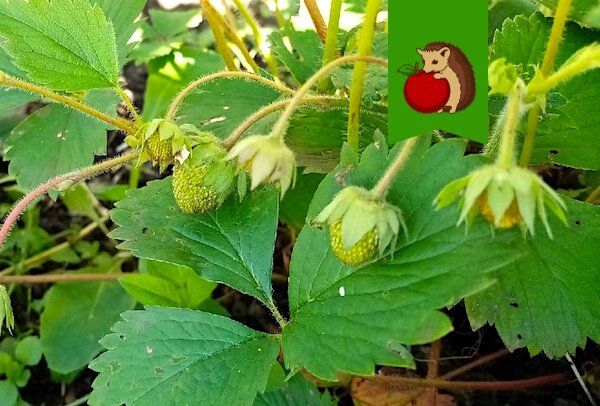 ��� �������� ������� � ������� ���� ��������: ������ �� ��������� � ����