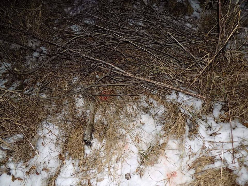 Мужчина предстанет перед судом за незаконную охоту