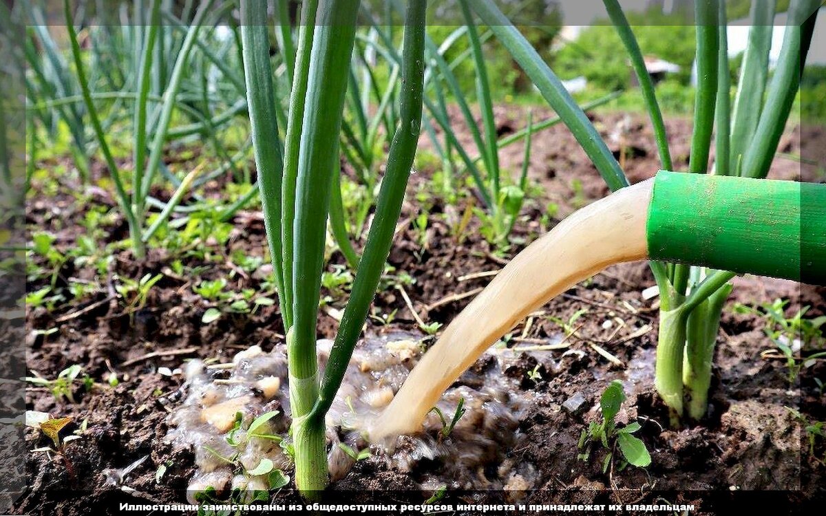 Июньский уход за луком и чесноком: секреты успешного урожая