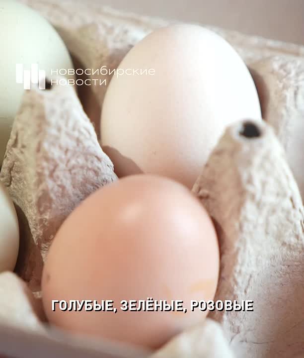 Яйца невероятных цветов несут куры жительницы Новосибирска