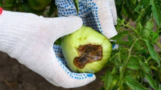 ��� ������ ������ �� ��������� �����: ��������� � ����������� ��������