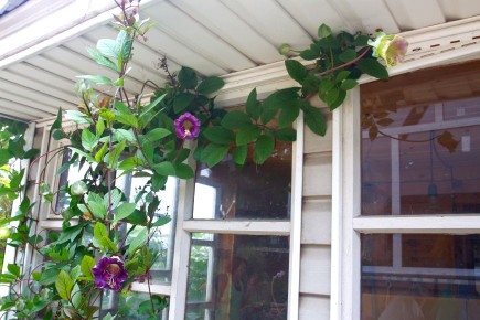 ����� ��������: ����� �� �� ������ ����� � ����� ����?