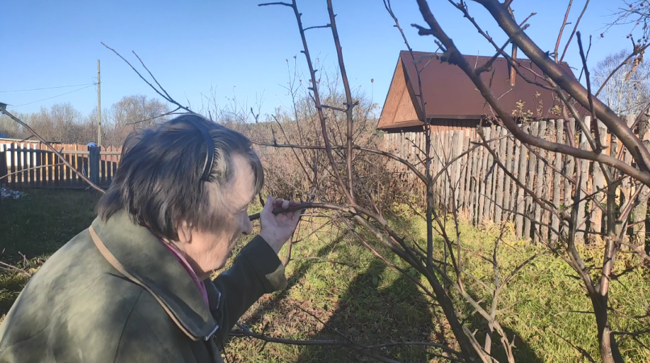 Проверяем саженцы: трещины коры могут стать причиной гибели растений