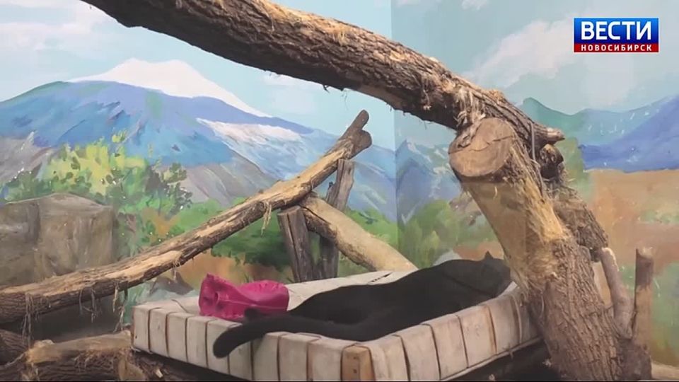 ������� ���. � ������������� �������� ������� ����� �������� �������, ��� ����� � �� ��� ����