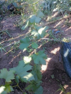 Срок ожидания при внекорневой обработке удобрениями: что важно знать?