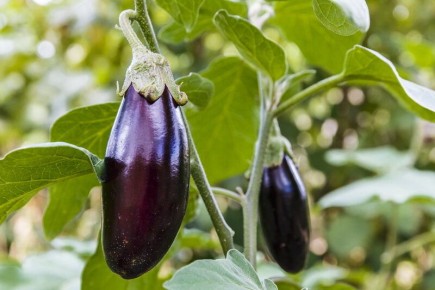 ��� ������� ��������� ������� ����������: ������ � �������