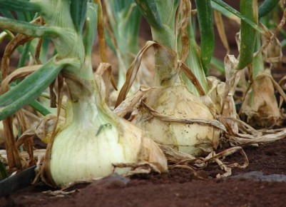 ��� ��������� ���������� ��� � ����: ������ ��� ��������� ������