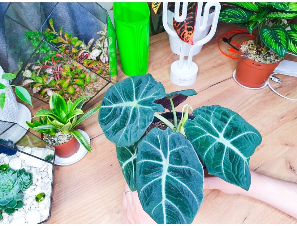 Необычные находки при пересадке алоказий: что ждать от процесса