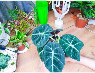 ��������� ������� ��� ��������� ��������: ��� ����� �� ��������