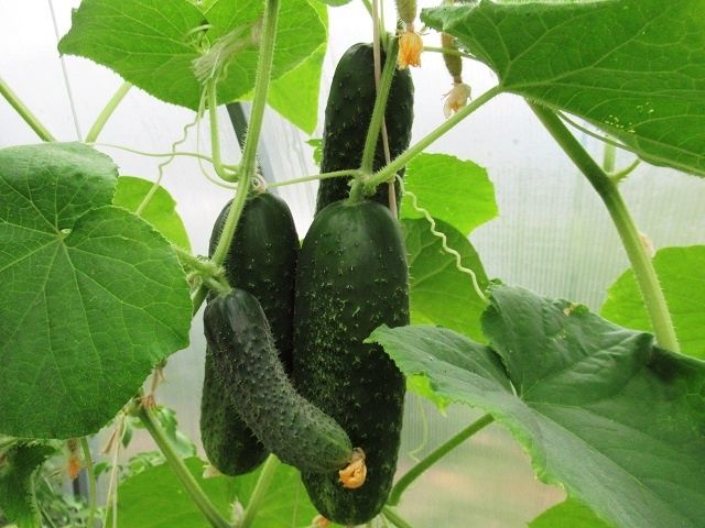 ������ � ����: ������� ����� � ����� ������� � �������