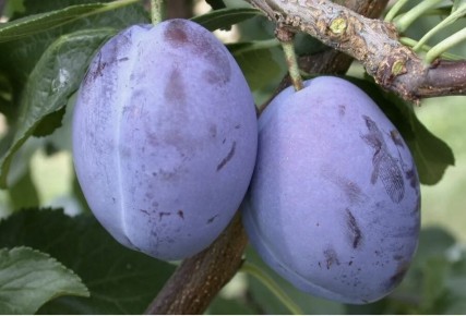 ��� ��������� ������� � �������� �����: ������ ��� ��������� ��������