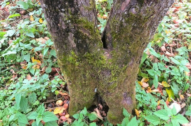 Как защитить плодовые деревья от мха и лишайника