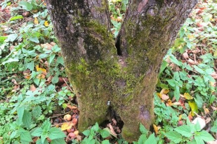 Как защитить плодовые деревья от мха и лишайника