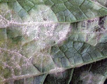 ��� �������� ������������ �������: ������ ��� �������� ���������