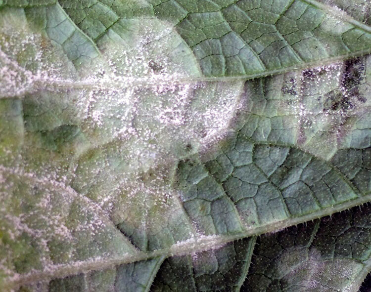 Как продлить плодоношение огурцов: советы для успешных садоводов