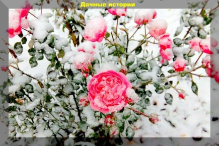 Как подготовить ваши любимые растения к зиме: полезные советы для садоводов