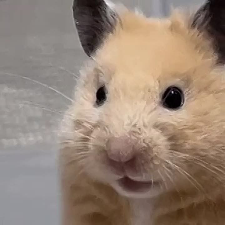 ��� �� �������: ������ ������ � ������� �� ��������