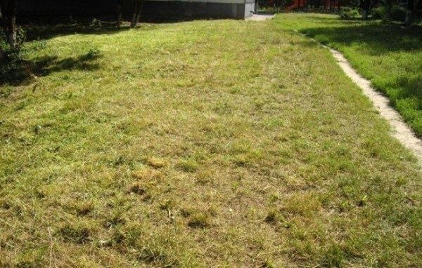 Почему газон теряет свой зеленый цвет и как это исправить