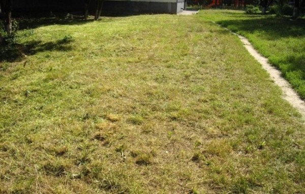 Почему газон теряет свой зеленый цвет и как это исправить