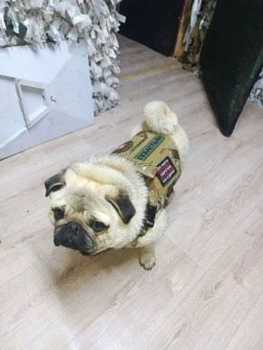 Породистый мопс охраняет припасы бойцов в зоне СВО