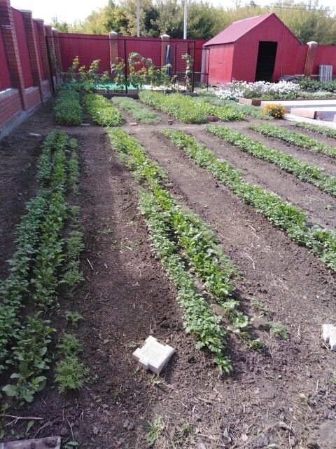 ��� ����������� �������� ����� � ����������� �������