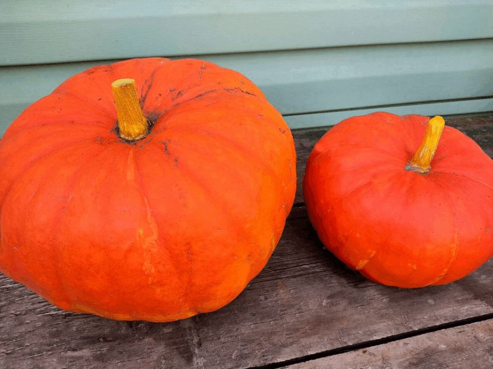 Топ-3 каши с тыквой, которые стоит попробовать