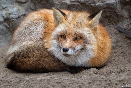 Хитрая лисица притворилась мертвой и облизала жителя Новосибирской области