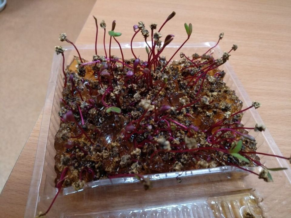 ��� ������� ������ ������ �� �����������: ������ � ����