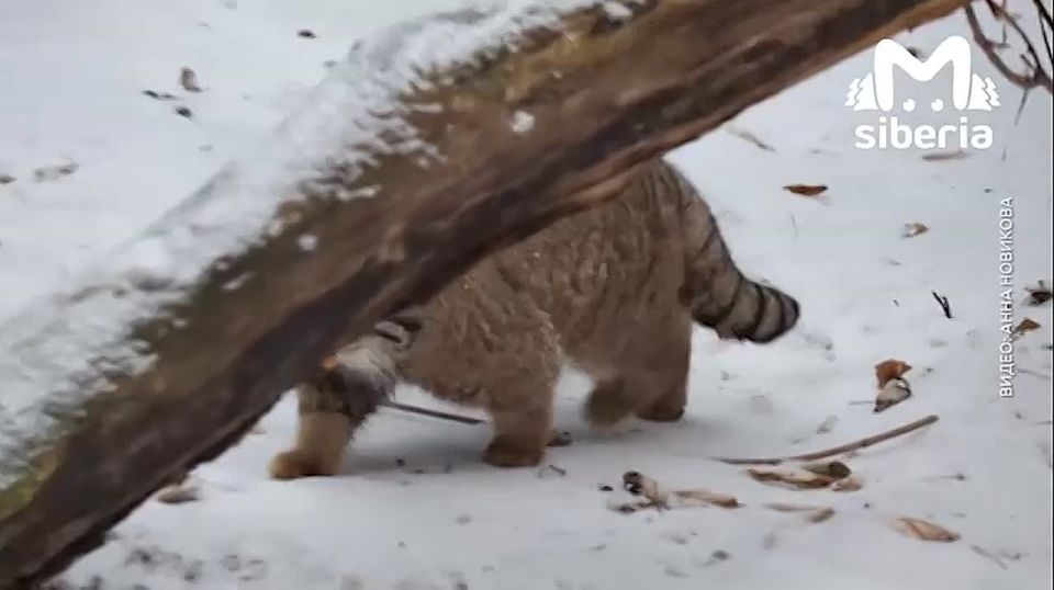 � ������� � ������������� �������� ���� ������� ��������