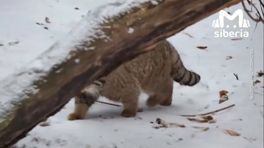 � ������� � ������������� �������� ���� ������� ��������