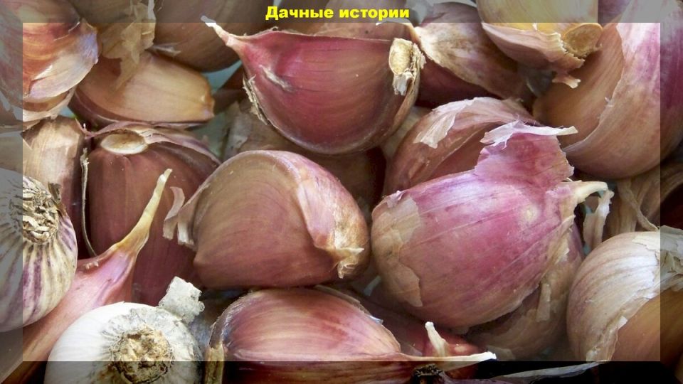 Эффективные рецепты дезинфекции лука и чеснока: секреты садоводов