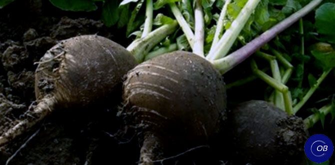 Что посеять на грядках после чеснока: получаем два урожая за одно лето