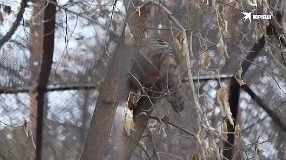 У манулов в Новосибирском зоопарке активные дни! Пусть за окном пока морозы, но спорт никому еще не мешал оставаться в прекрасной манульей форме